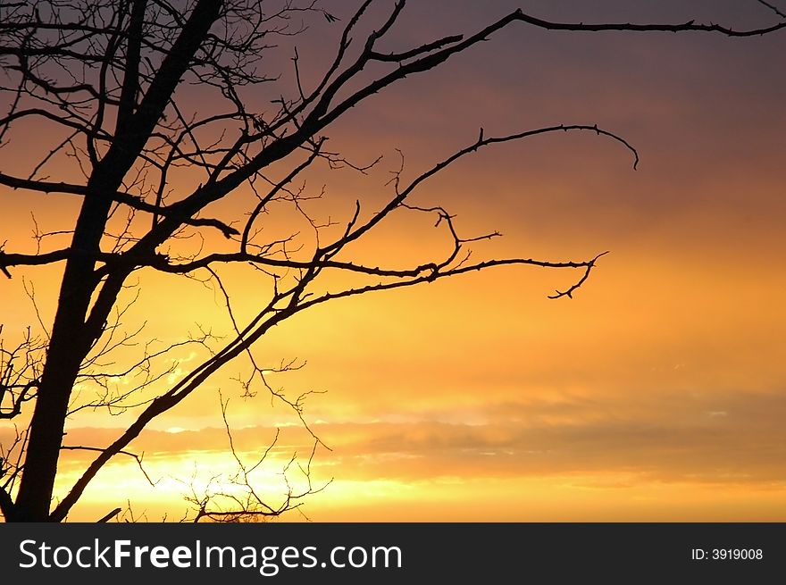 Wonderful sunset with silhoutte of a tree under orange and red sky