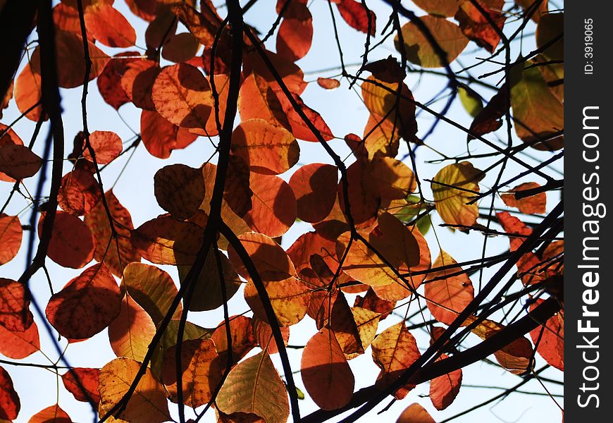 Red autumn leaves against a pale blue sky, taken at at Stourhead, UK. Red autumn leaves against a pale blue sky, taken at at Stourhead, UK