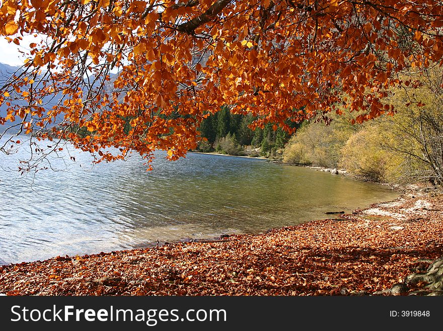 A birch has colored it's leaves to a bright orange. A birch has colored it's leaves to a bright orange