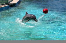 Dolphin Royalty Free Stock Photo Dolphin Royalty Free Stock Photo