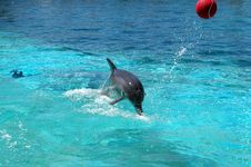Dolphin Stock Image Dolphin Stock Image