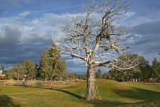 Lone Tree Royalty Free Stock Image