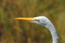 Head Of White Heron Stock Images