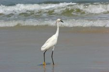 White Heron In Water Stock Image