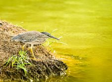 Little Heron (Butorides Striatus) Stock Photo Little Heron (Butorides Striatus) Stock Photo