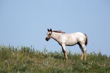 Roan Quarter Horse Foal Stock Images