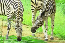 Zebra Herd Stock Photos