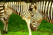 Zebra Herd Royalty Free Stock Photos