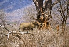 Elephant Baobab Royalty Free Stock Photos Elephant Baobab Royalty Free Stock Photos