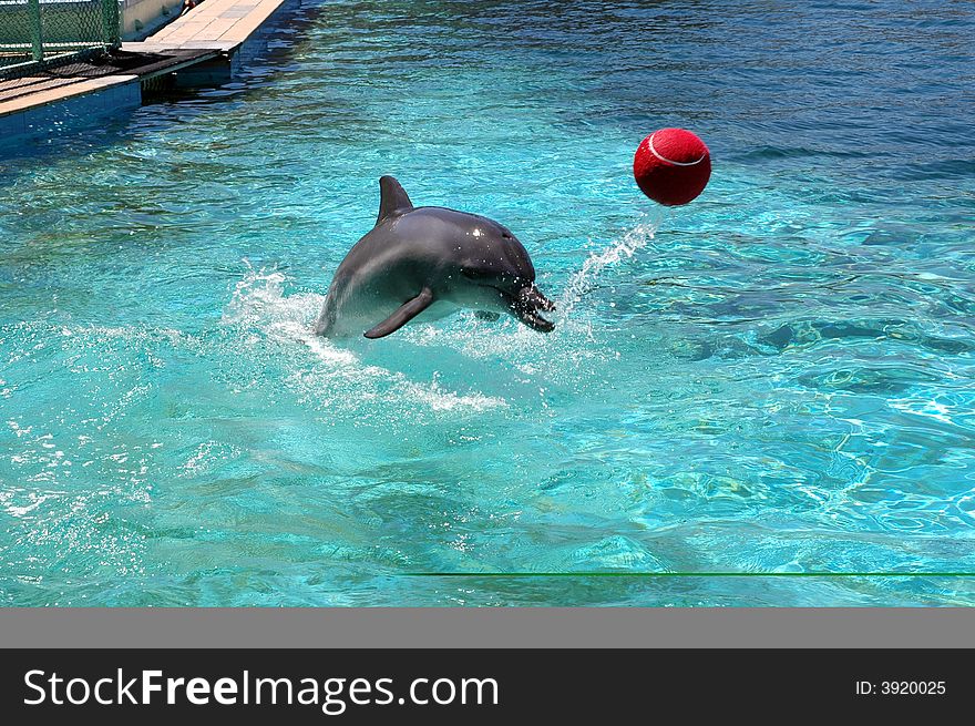 A dolphin playing in the water of a crystal clear pool.  Photographed in South Africa.