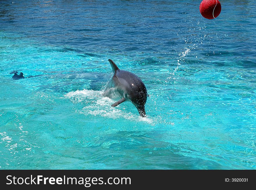 A dolphin playing in the water of a crystal clear pool.  Photographed in South Africa.