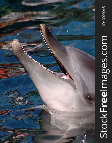 A dolphin playing in the water of a crystal clear pool. Photographed in South Africa.