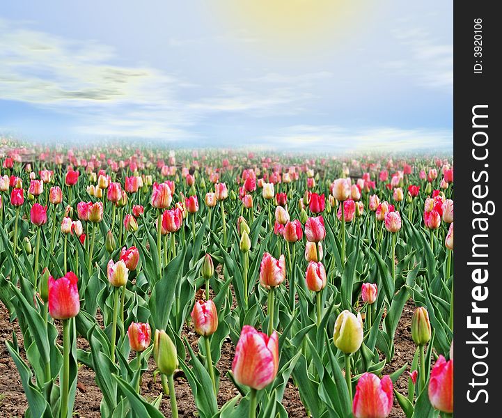 Field of tulips with haze on horizon. Field of tulips with haze on horizon.
