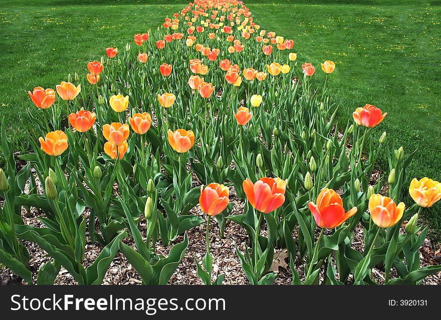 Path of colored tulip in spring. Path of colored tulip in spring.