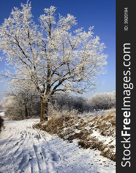 Frosty Tree in Winter scenery. Frosty Tree in Winter scenery