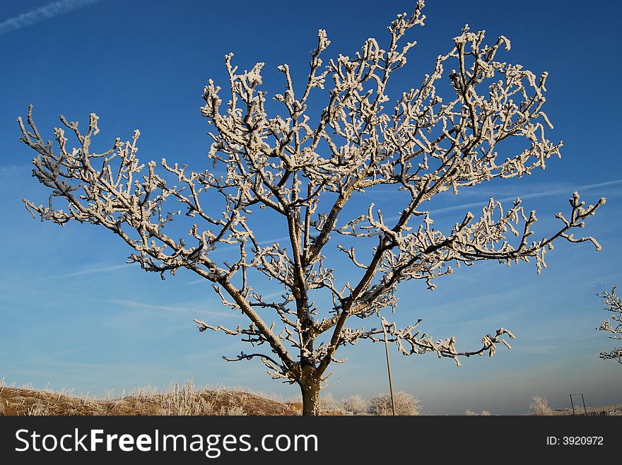 Iced Tree And Blue Sky
