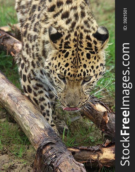 Amur Leopard looking for food between logs. Amur Leopard looking for food between logs.