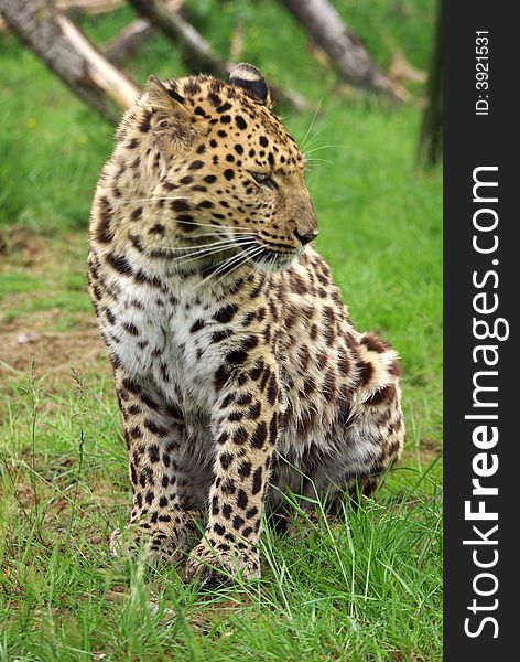 Amur Leopard sitting looking left. Amur Leopard sitting looking left.