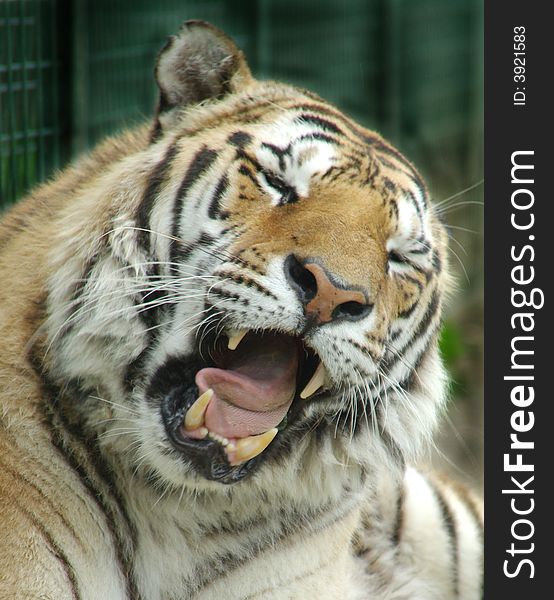 Portrait of a Sumatra Tiger yarning.