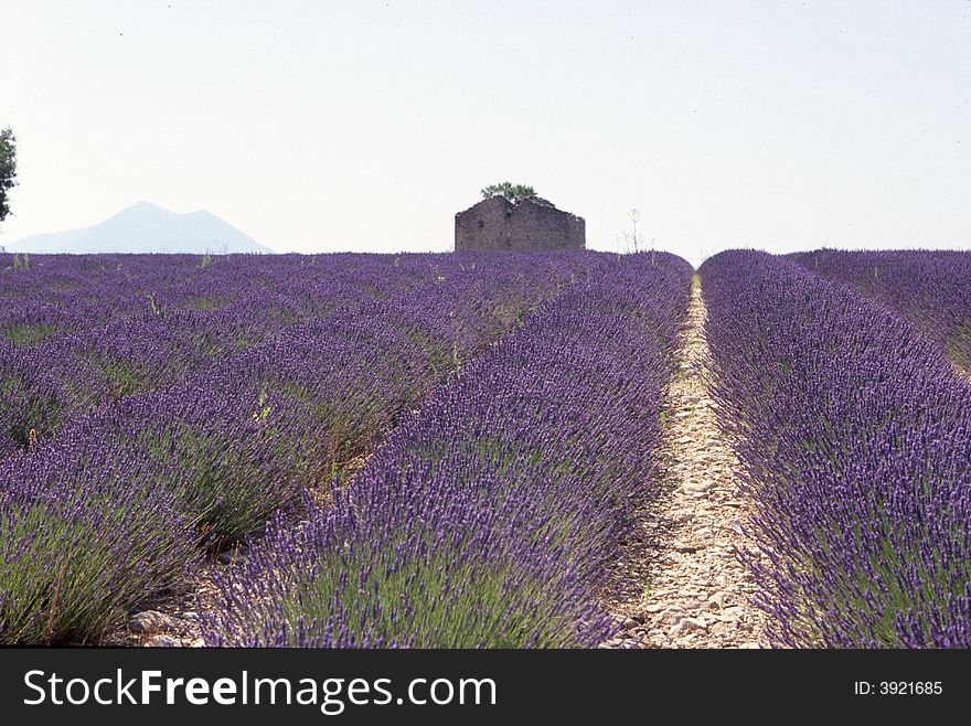 Lavender field with small house in the afternoon, Provence France. Lavender field with small house in the afternoon, Provence France