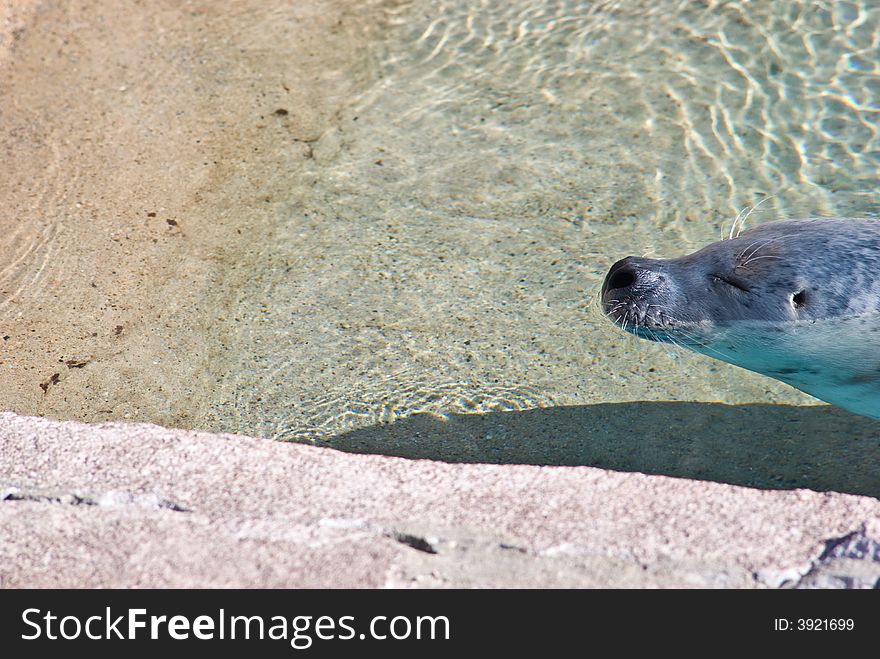 A seal floating near the shore in a relaxing way. A seal floating near the shore in a relaxing way