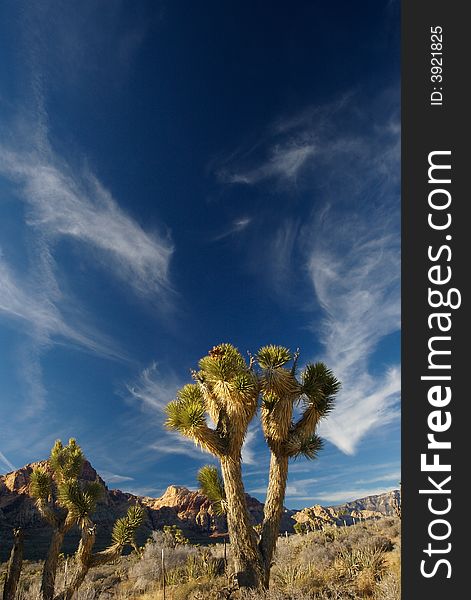 Joshua trees and mountains illuminated by sunset in Red Rock Canyon, Nevada. Joshua trees and mountains illuminated by sunset in Red Rock Canyon, Nevada