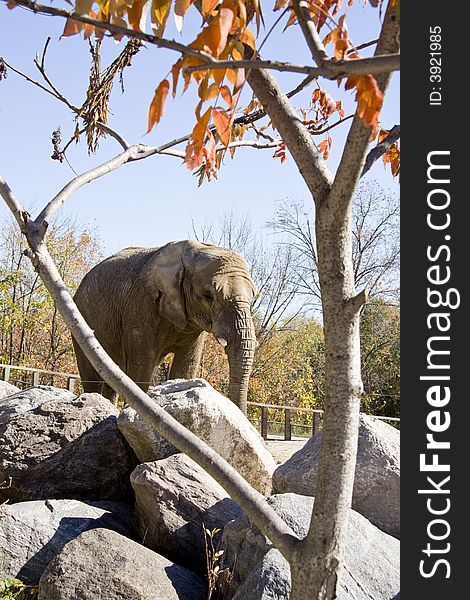 Elephant with tree in the forground