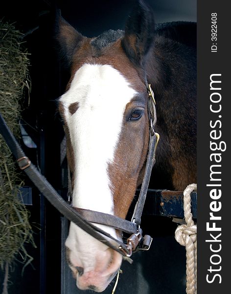 Head of a horse in stall looking at the viewer while eating. Head of a horse in stall looking at the viewer while eating