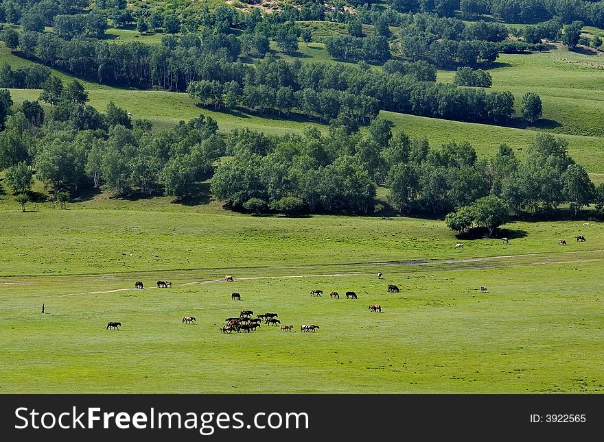 Shot  from the Bashang Grassland of Inner Mongolia. Shot  from the Bashang Grassland of Inner Mongolia