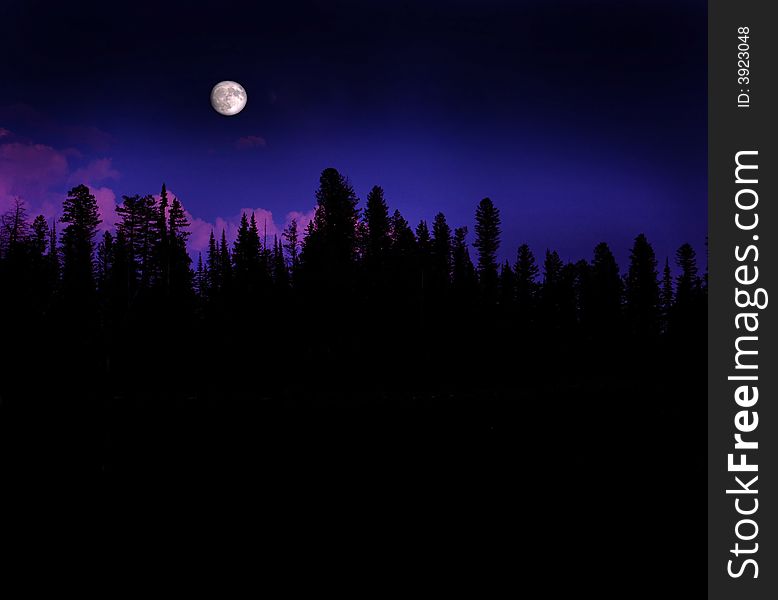 Moonrise over pine trees in the mountains. Moonrise over pine trees in the mountains