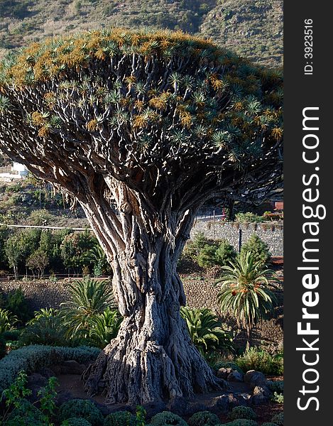 This images shows the oldes draco tree in icod in Tenerife. This images shows the oldes draco tree in icod in Tenerife.