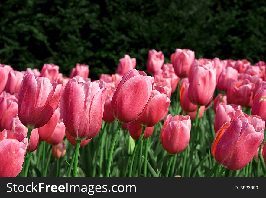 A group of pink tulips in a garden