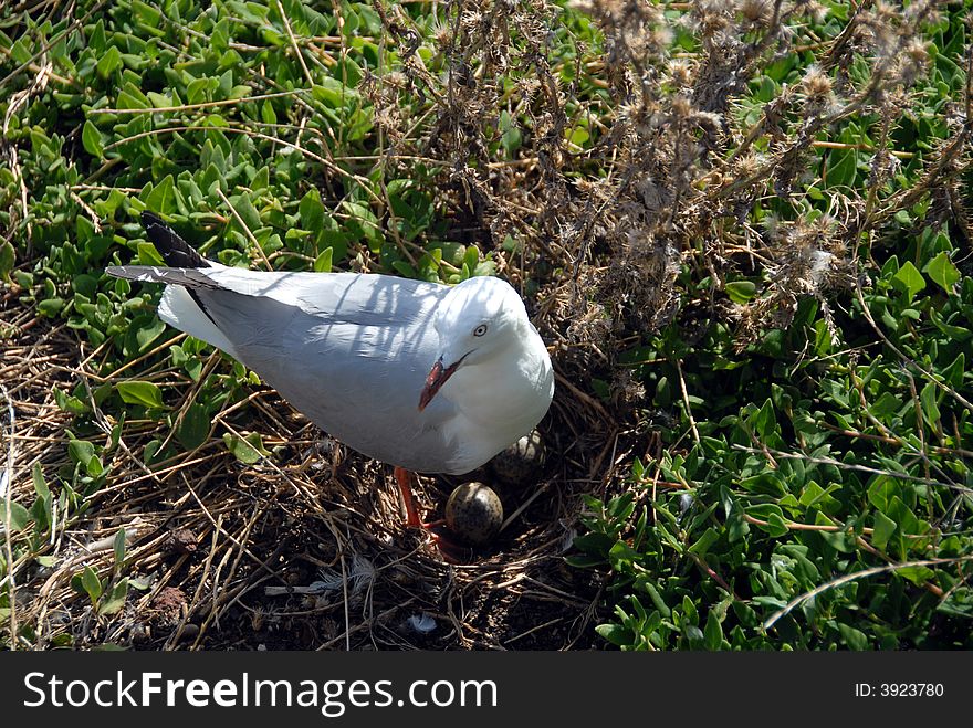 Nesting Seagull