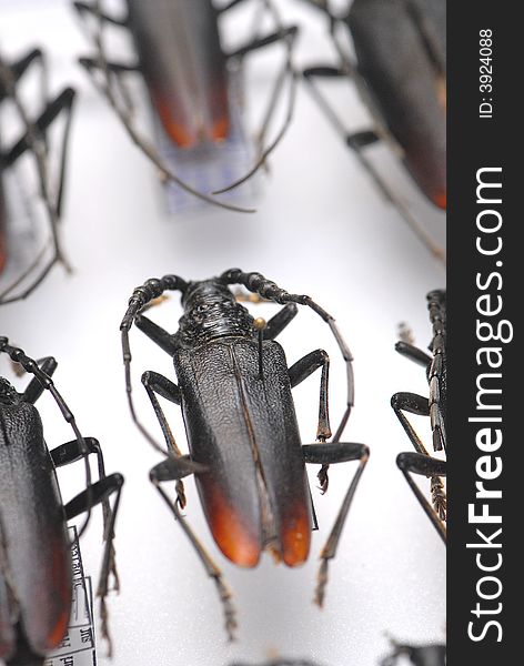 Photography of loghorn beetles in a collection box. Photography of loghorn beetles in a collection box