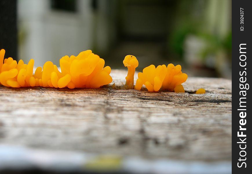 A strange orange mushroom on an old woodden board. A strange orange mushroom on an old woodden board