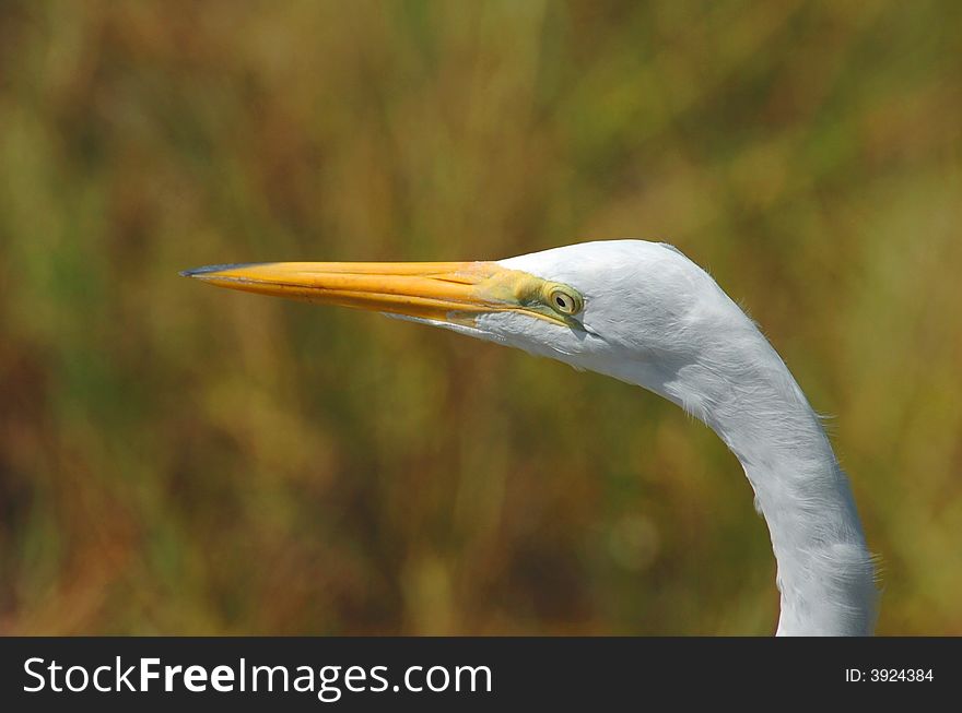 Head of white heron