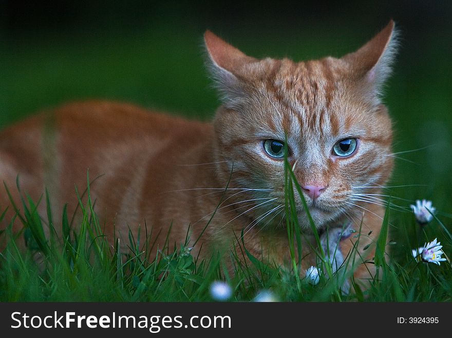 Ginger Cat Hiding In Grass