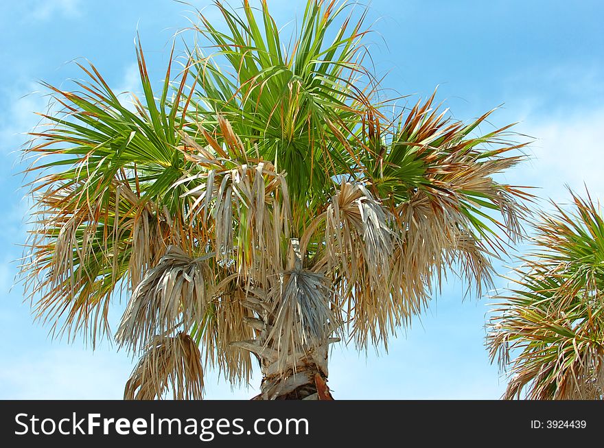 Top of a palmtree with blue sky background, image in made in Florida