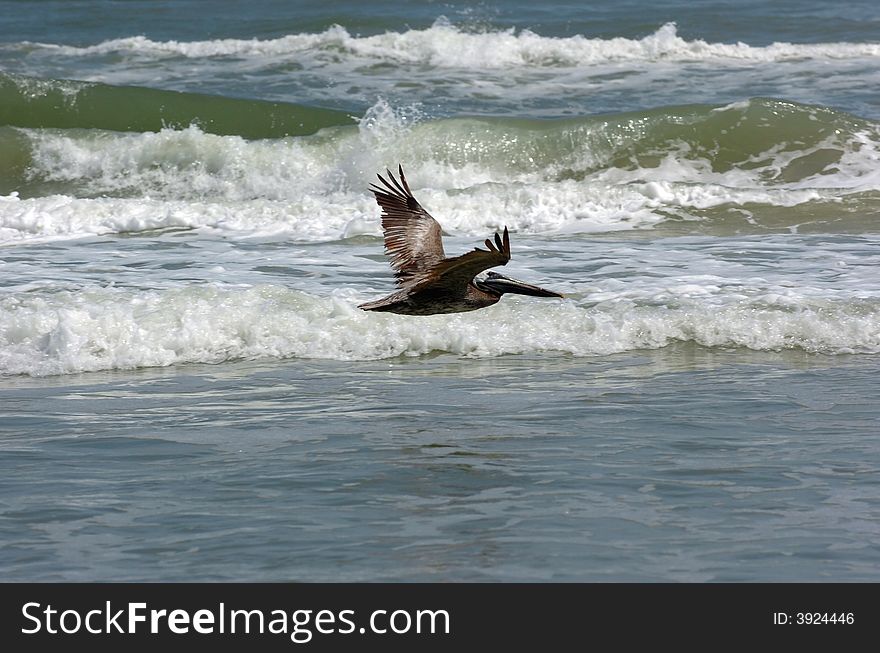 Flying Pelican over water with waves from the ocean as background