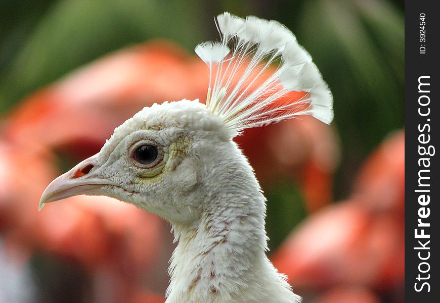 White peacock, profile with flamingos behind him