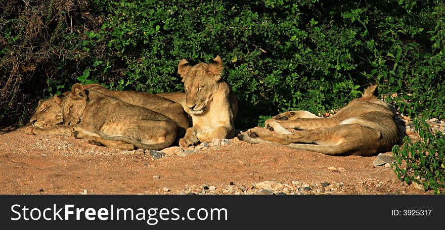 Family of lions sleeping Kenya Africa