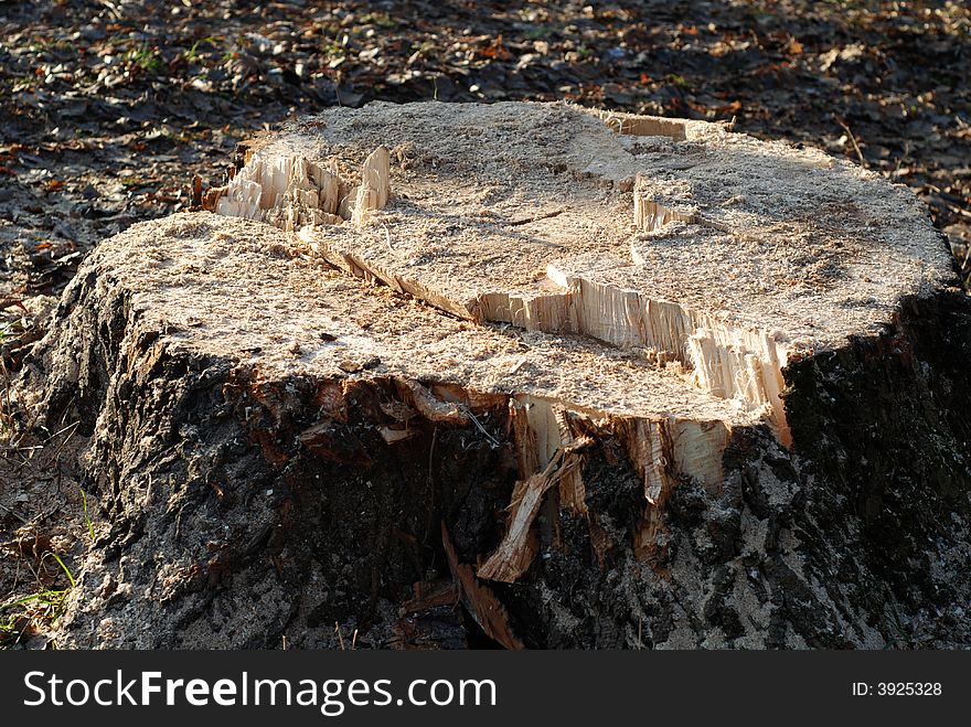 A logs neatly stacked near the forest path. A logs neatly stacked near the forest path