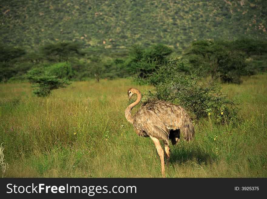 Female Ostrich in Kenya Africa