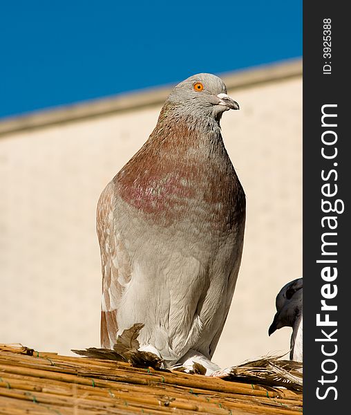 Pigeon on a roof looking for an escape.