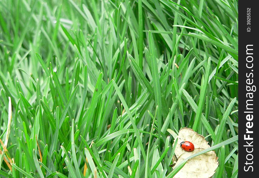 Ladybug resting on leaf in grass. Ladybug resting on leaf in grass