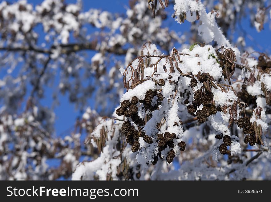 Beautiful tree with snow against a blue sky. Beautiful tree with snow against a blue sky