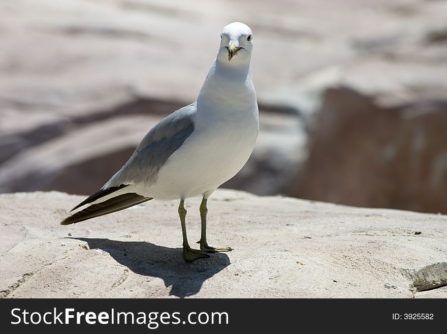 Close-up of seagull standing on stone wall