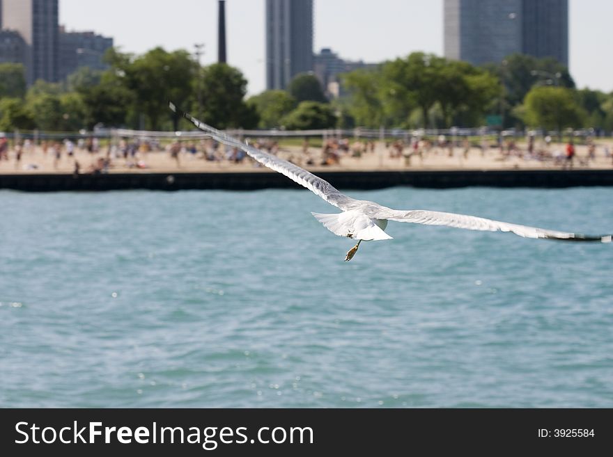 Seagull flying over water with city beach in background. Seagull flying over water with city beach in background