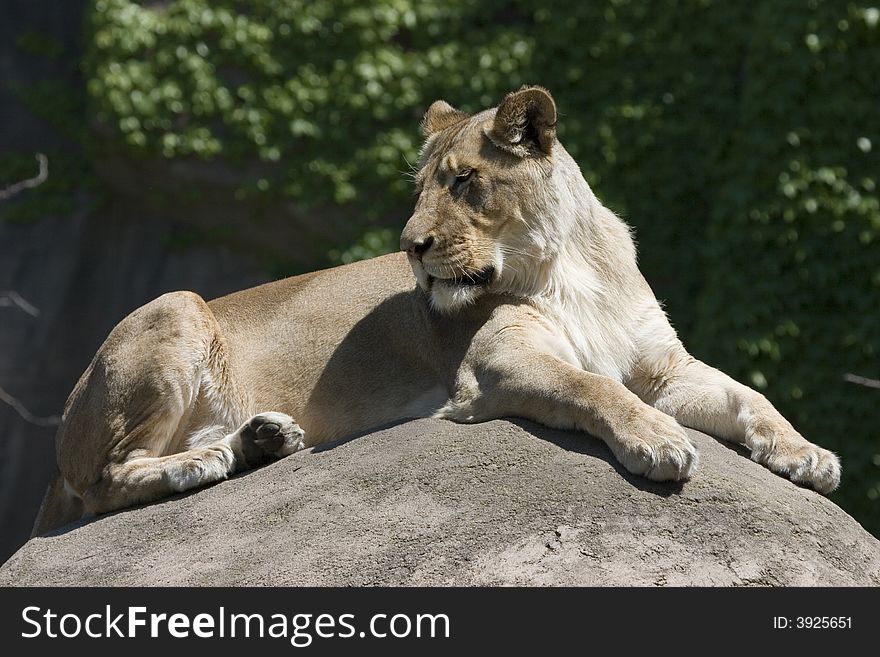 Lioness lying on rock in the sun looking over shoulder. Lioness lying on rock in the sun looking over shoulder