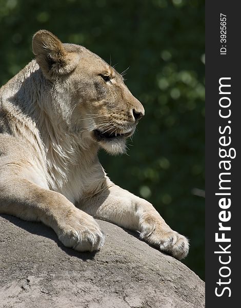 Vertical lioness lying on rock in the sun showing head, chest and paws. Vertical lioness lying on rock in the sun showing head, chest and paws